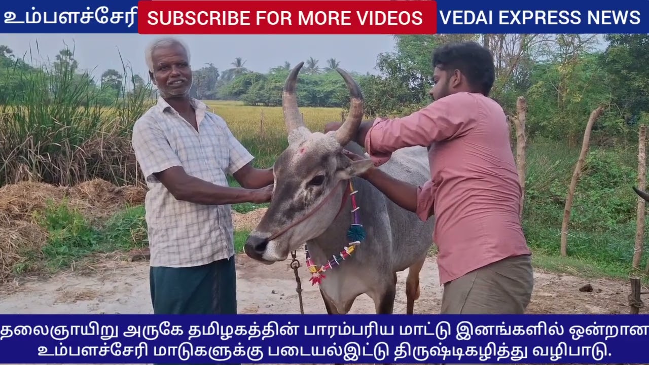  தமிழகத்தின் பாரம்பரிய மாட்டு இனங்களில் ஒன்றான உம்பளச்சேரி மாடுகளுக்கு படையல்இட்டு வழிபாடு.