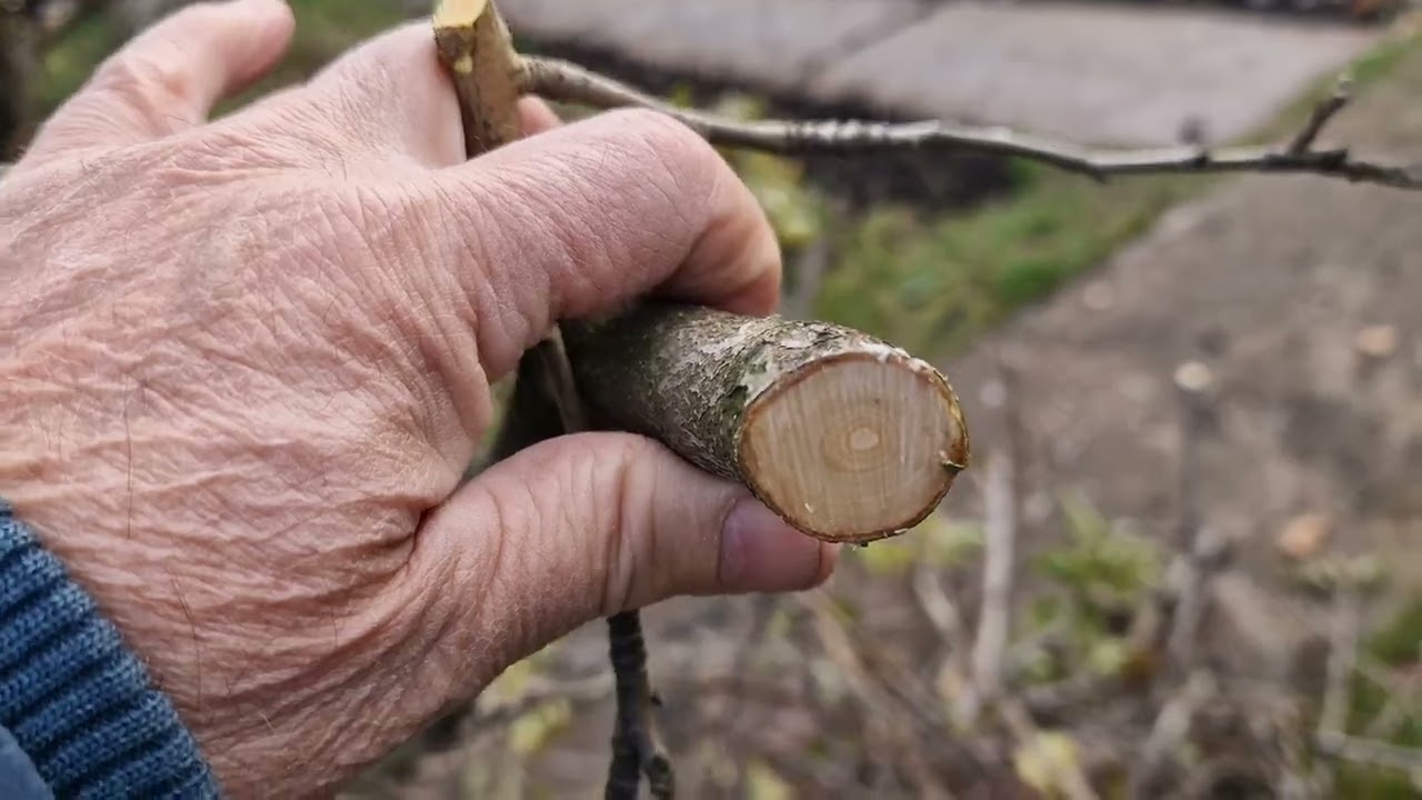 НОВИНКА. STIHL ASA 20. СЕКАТОР  аккумуляторный.