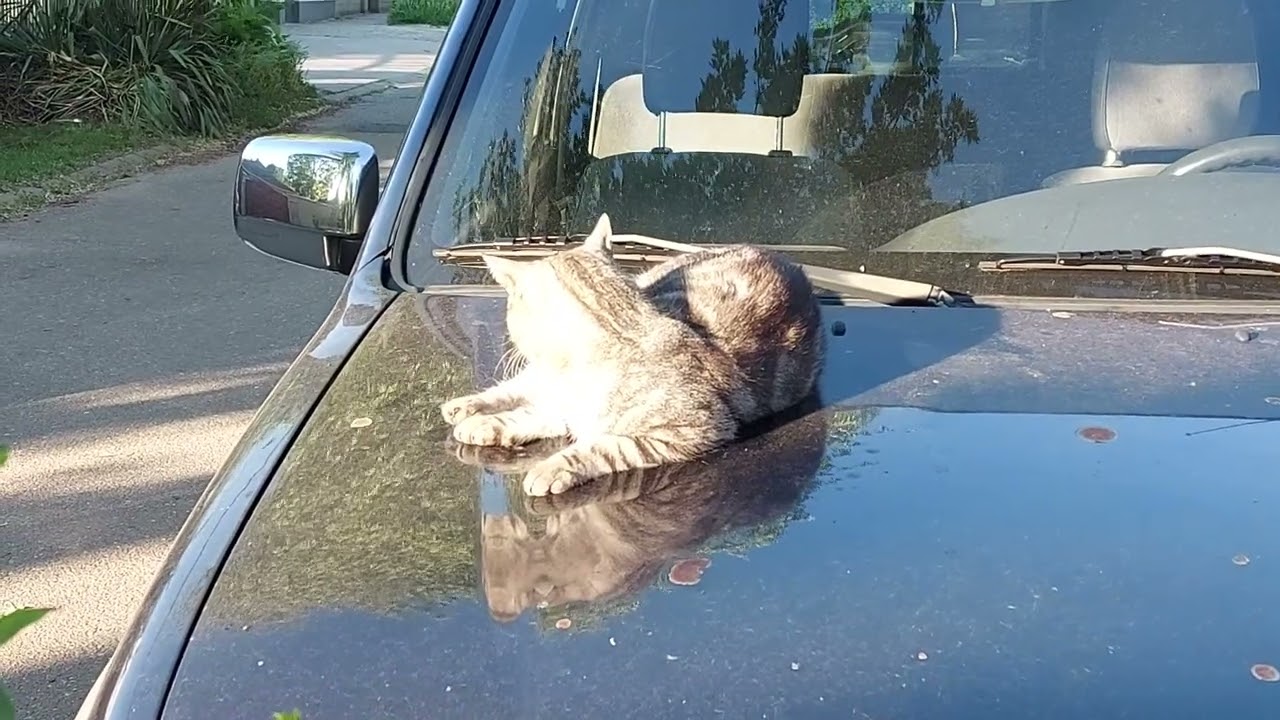 Macska / Cat