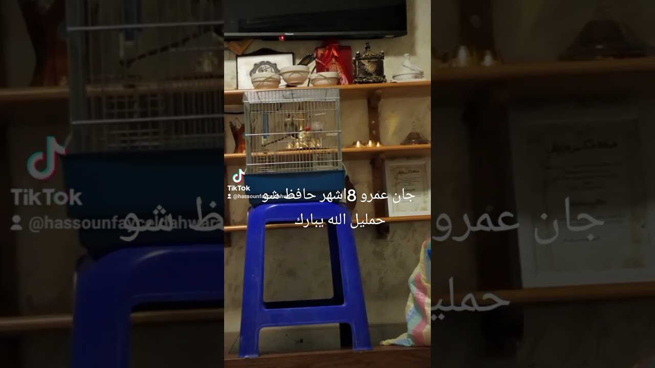 جان عمرو 8اشهر حافظ شو حمليل الله يبارك اعطيوني رايكم خاوتي