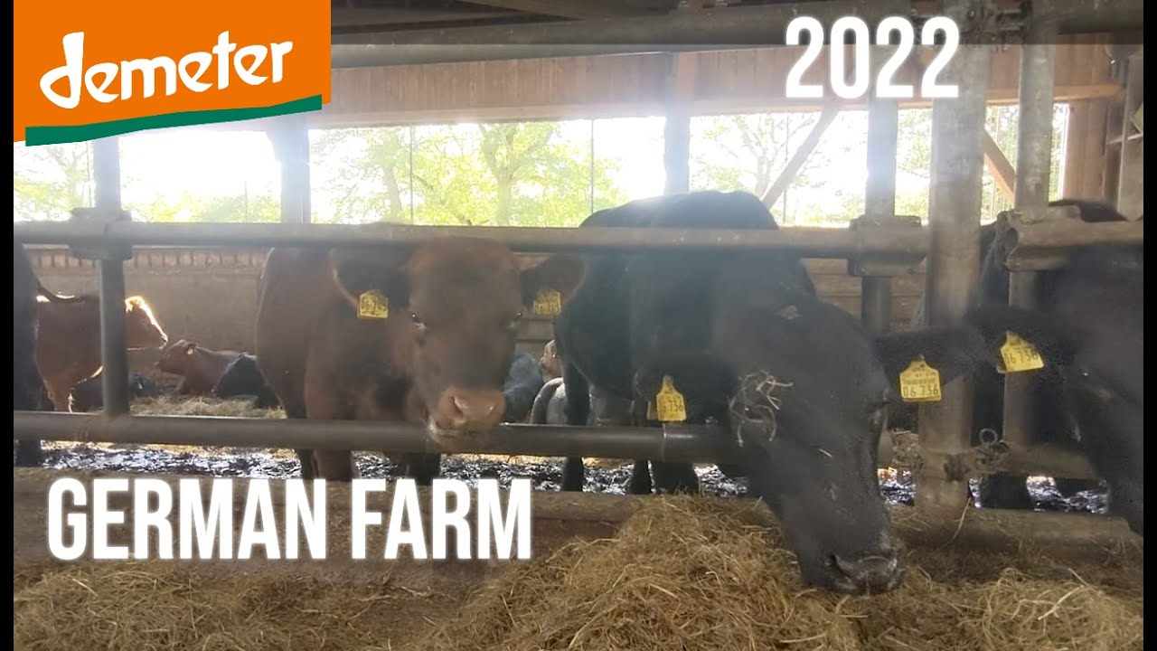 Walking in a Farm 🇩🇪 - Johannshof East Frisia 2022