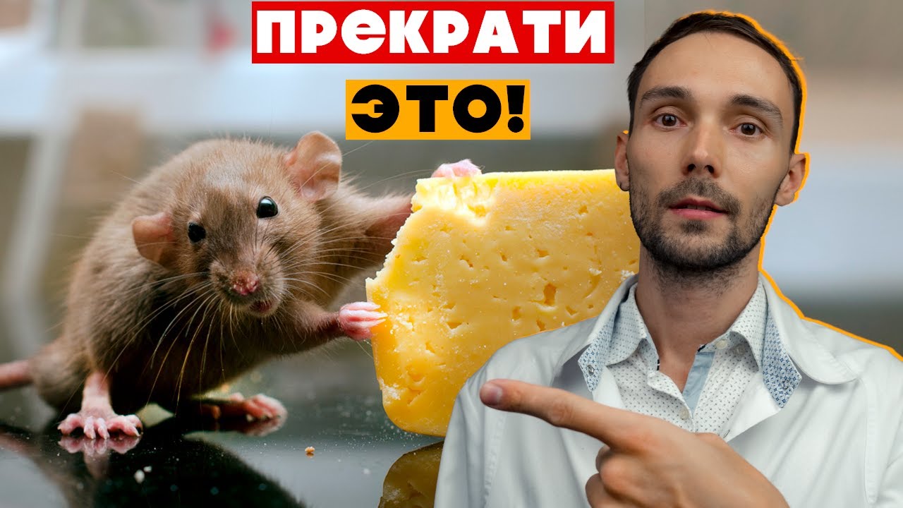 15 вещей, которые НЕНАВИДЯТ домашние крысы | Ветеринар о главных ошибках владельцев