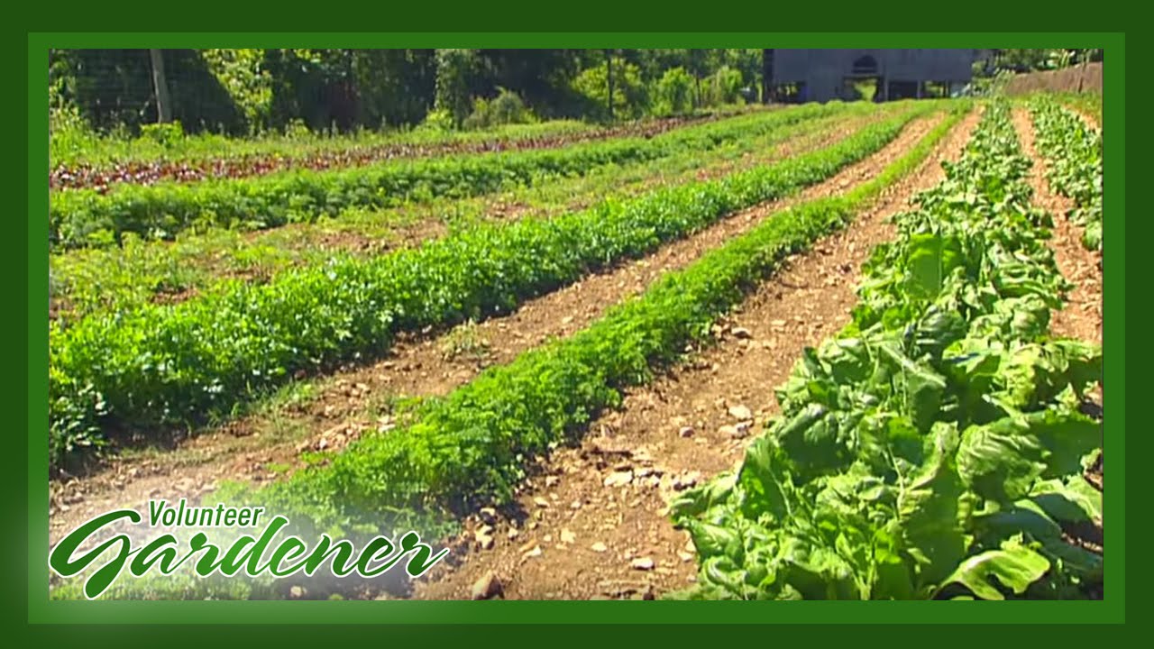 Organic Garden Knowledge Through Trial and Error | Volunteer Gardener