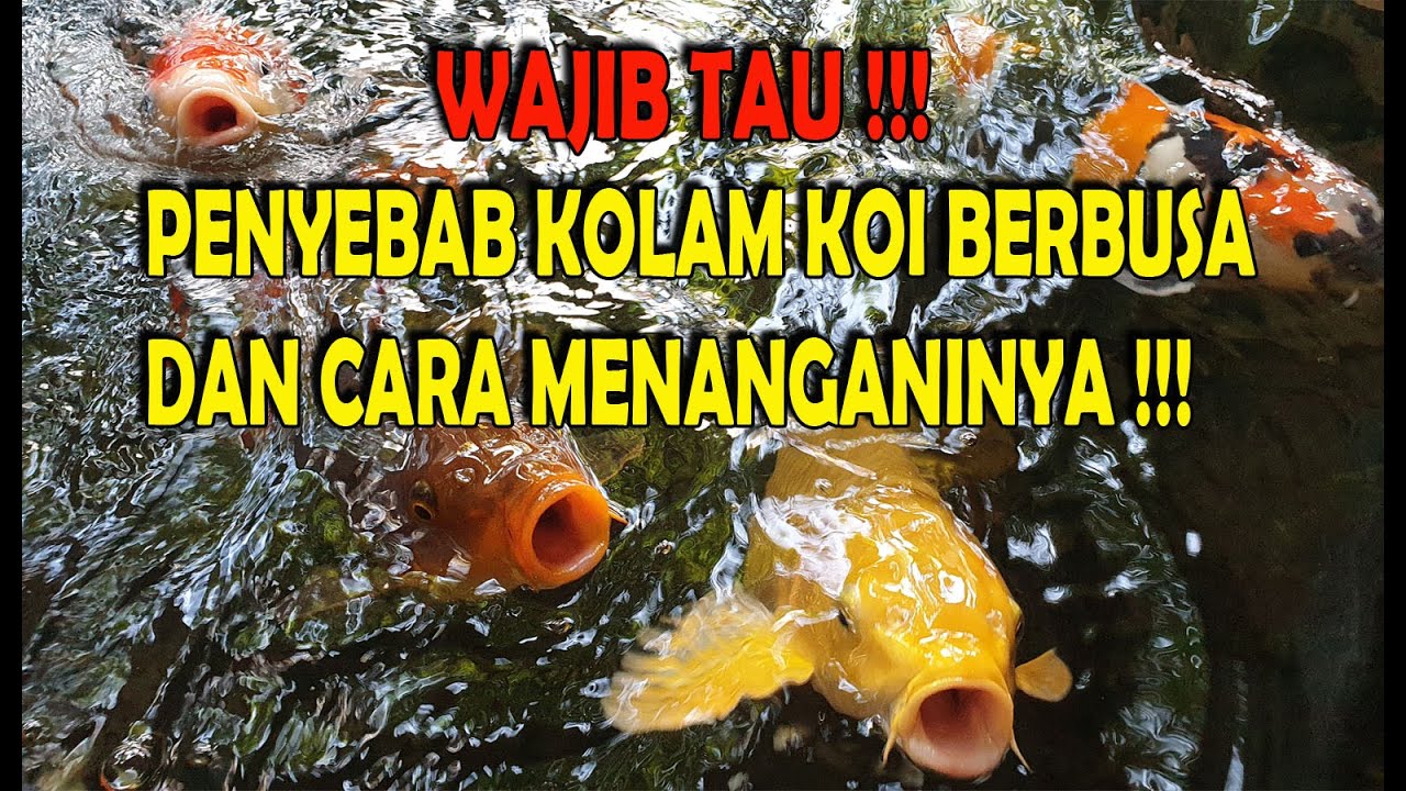 PENYEBAB KOLAM KOI BERBUSA DAN CARA MENANGANINYA
