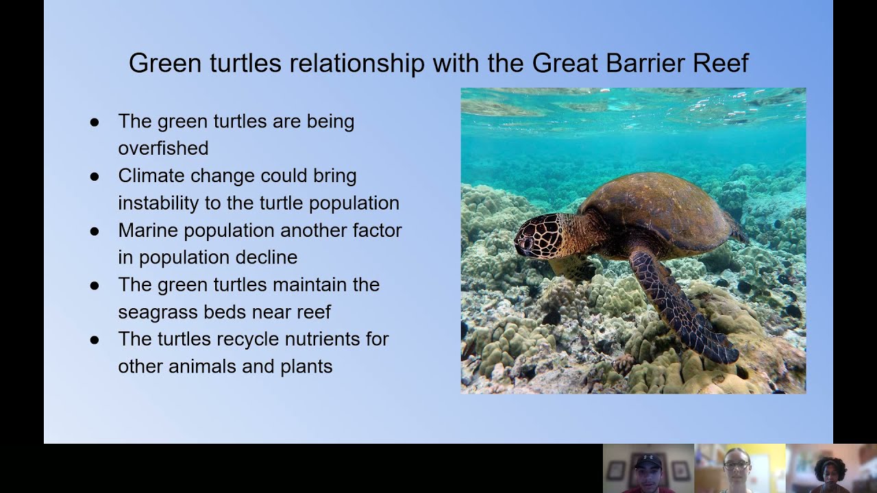 Overharvesting of populations: overfishing