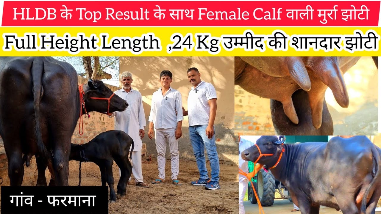 🤩HlDB 102699 के Top Female Calf Result की Full Height Length की मुर्रा झोटी ,24 Kg + Milk की उम्मीद