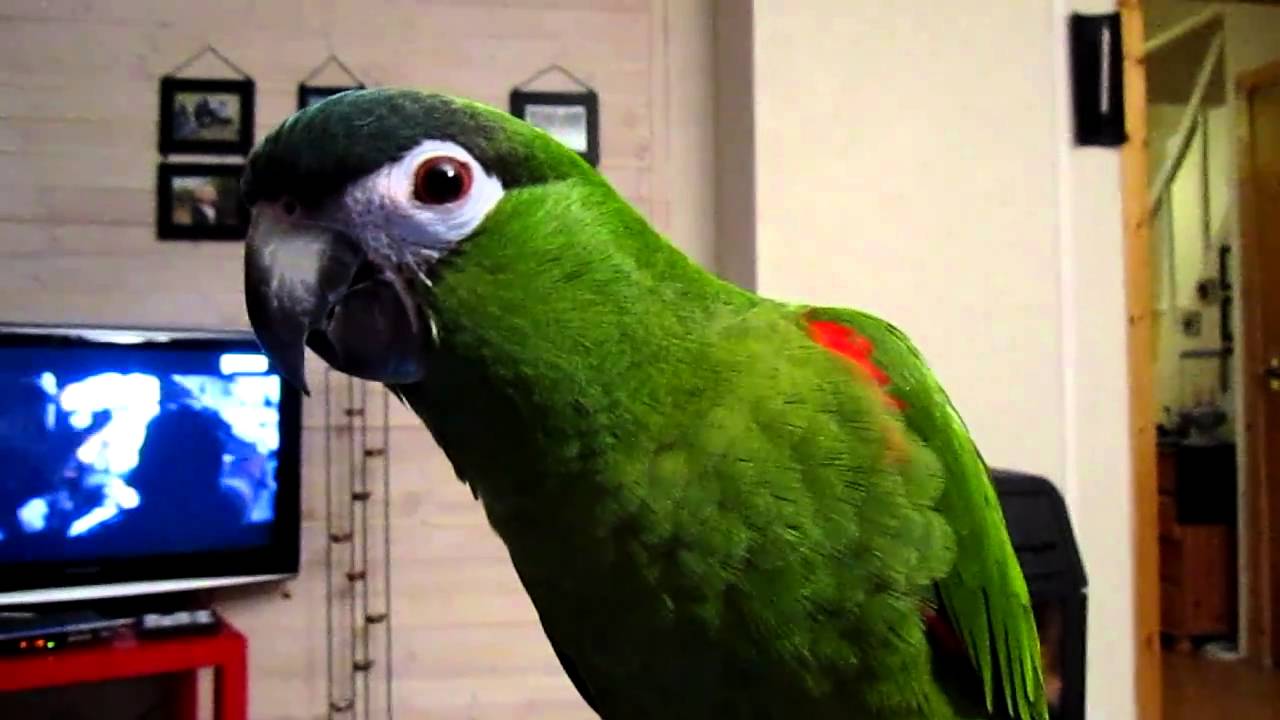 Ara N. Nobilis - Hahn's Macaw