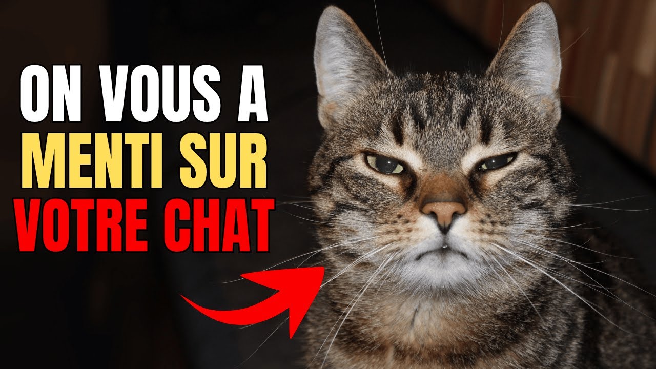 Une &eacute;tude r&eacute;v&egrave;le quelque chose d&rsquo;INCROYABLE dans le cerveau des chats &mdash; Personne ne s&rsquo;y attendait