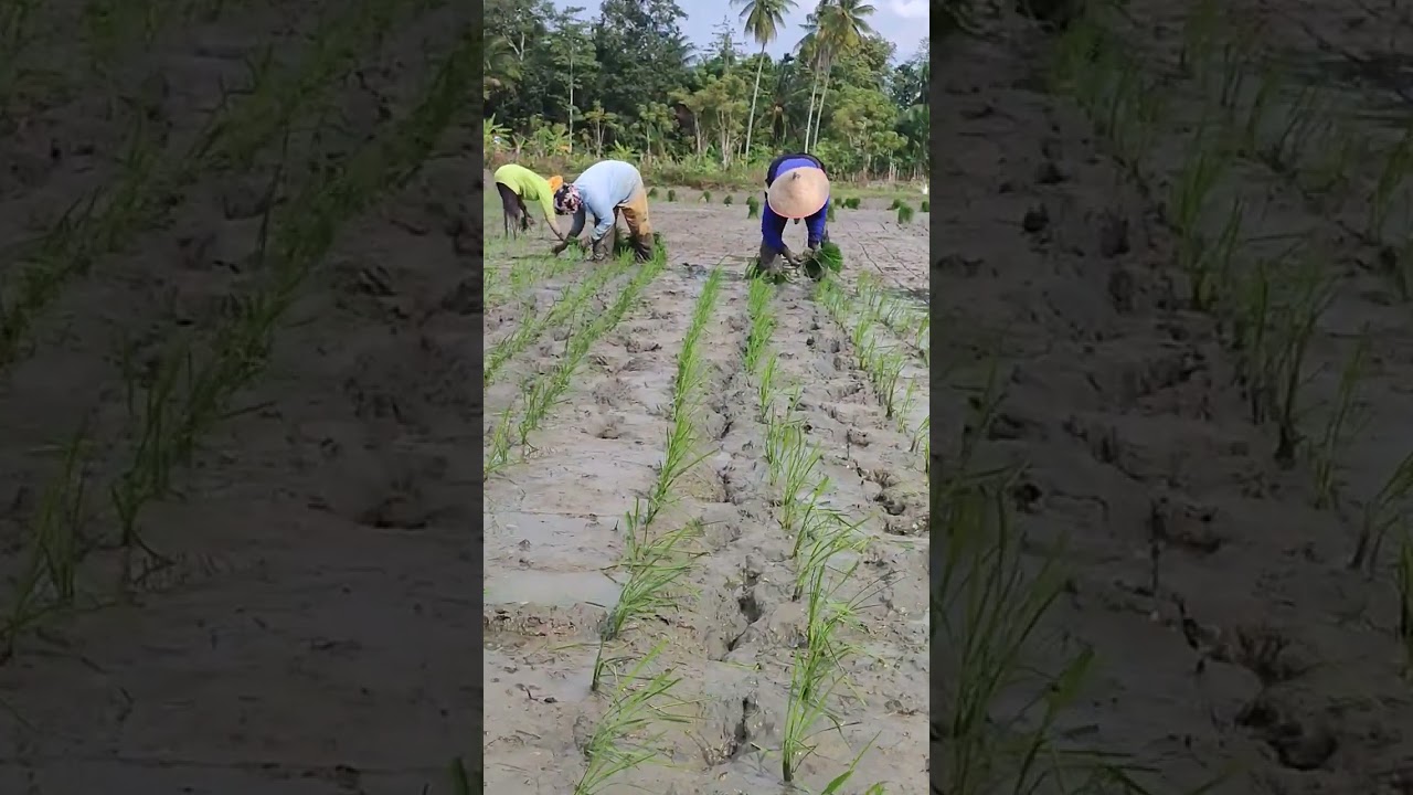 #shorts || cara menanam padi jajar legowo 2 1