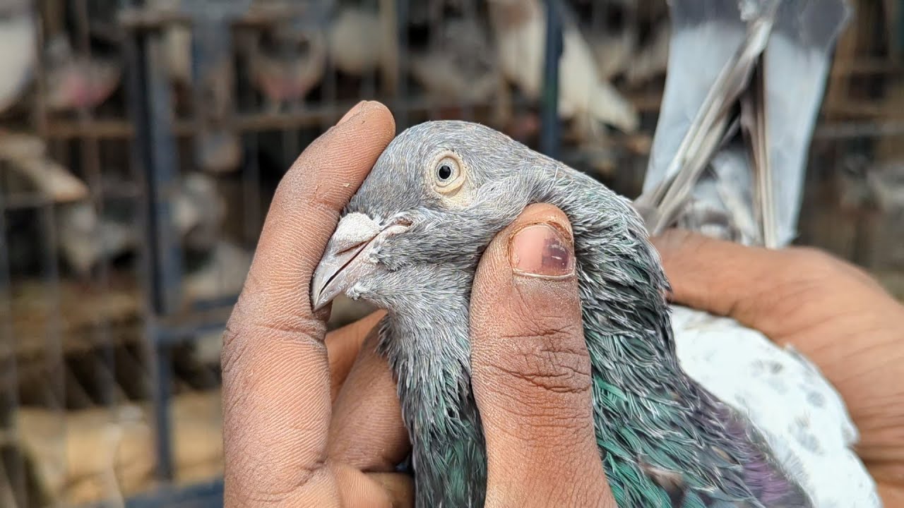 Nahider Sei Palla Lines er Giribaj Kabutar Gulo Haat Bodol Hobe