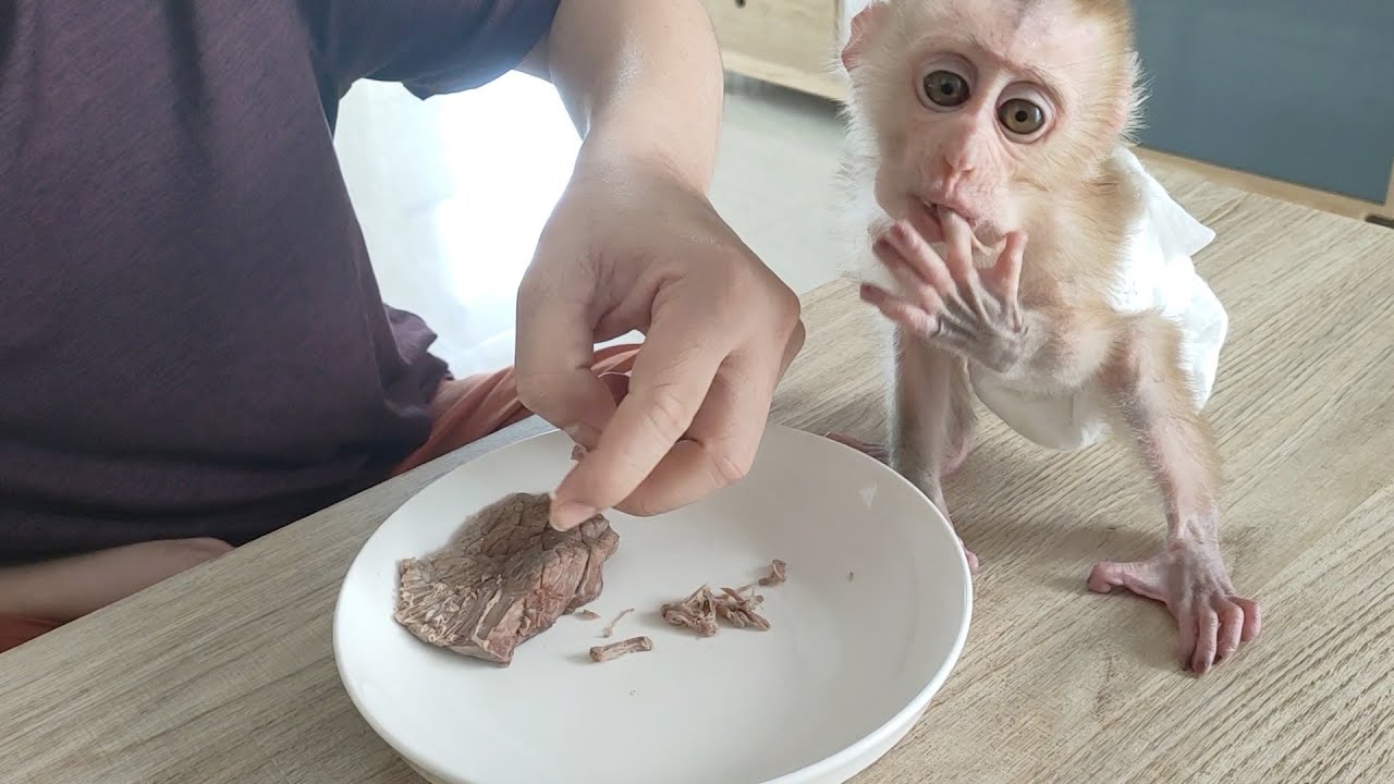 Dad always tried to feed Rocky baby monkeys with beef to supplement nutrients