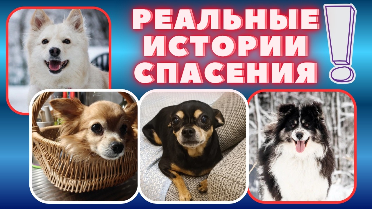 Как изменилась их жизнь после спасения — вы удивитесь!