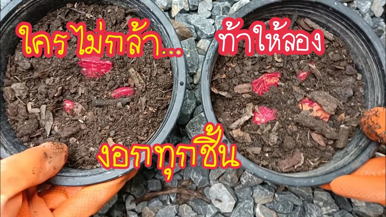 ใครไม่กล้า​ ท้าให้ลอง/เทคนิคผ่าหัวบอนสีแบบนี้งอกทุกชิ้น ต้นใหญ่แข็งแรงเป็นพุ่มสวย 100% สาคู Channel