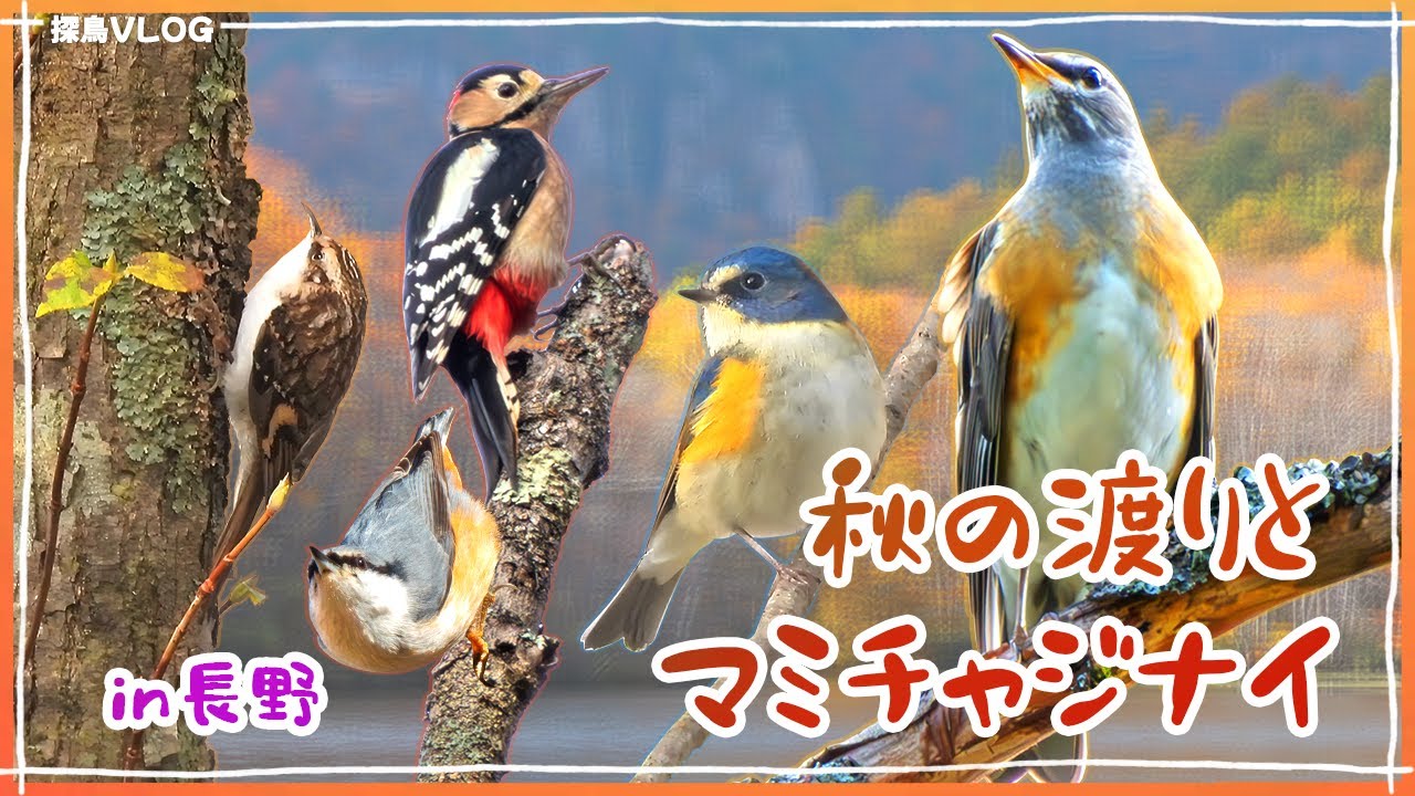 野鳥ラッシュ！秋深まる長野の森で野鳥観察 18種《野鳥撮影vlog》｜マミチャジナイ、ゴジュウカラ、ルリビタキ、アカゲラ、キバシリ