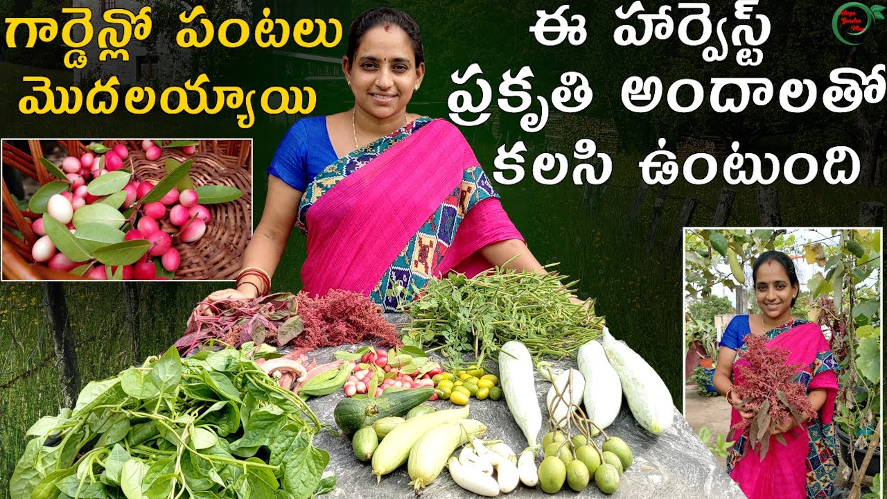 Beautiful harvest | Terrace garden Harvest telugu|| TELUGU GARDEN VLOG