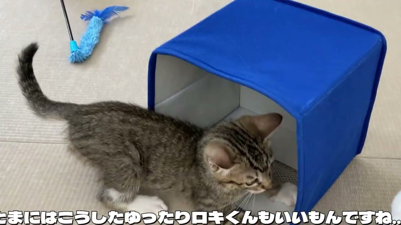 ロキくんの部屋 202309 Vol 113