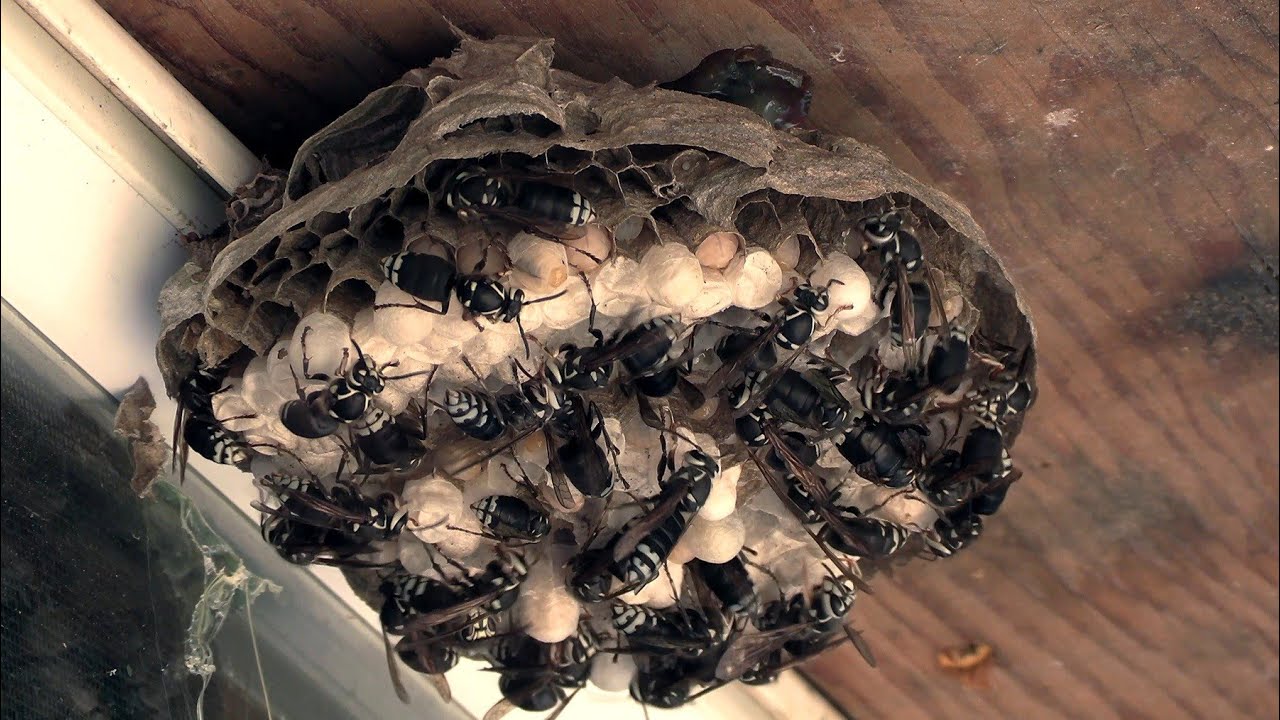 AWESOME Bald Faced Hornet Nest Relocation to my WINDOW | 2 Yellow Jacket Nests