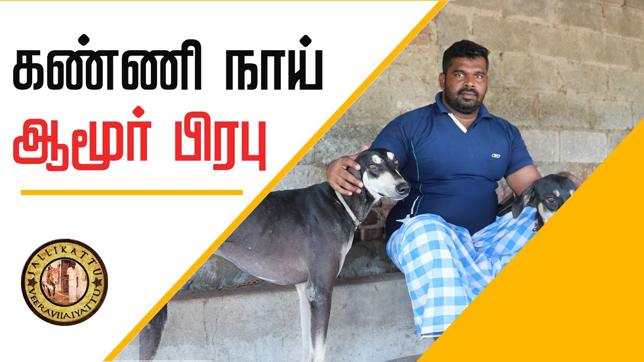 கன்னி நாயை வைத்து எப்படி எல்லாம் ஏமாற்றுவார்கள் ? | Tamilarin Veera Marabu