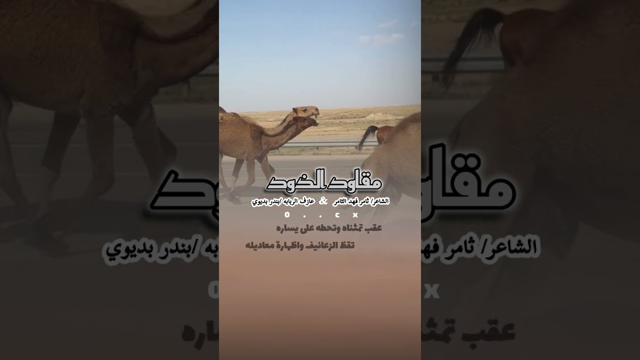 #هجيني 2025 حصري (مقاود الذود) الشاعر: ثامر فهد الثامر & عازف الربابه: بندر بديوي