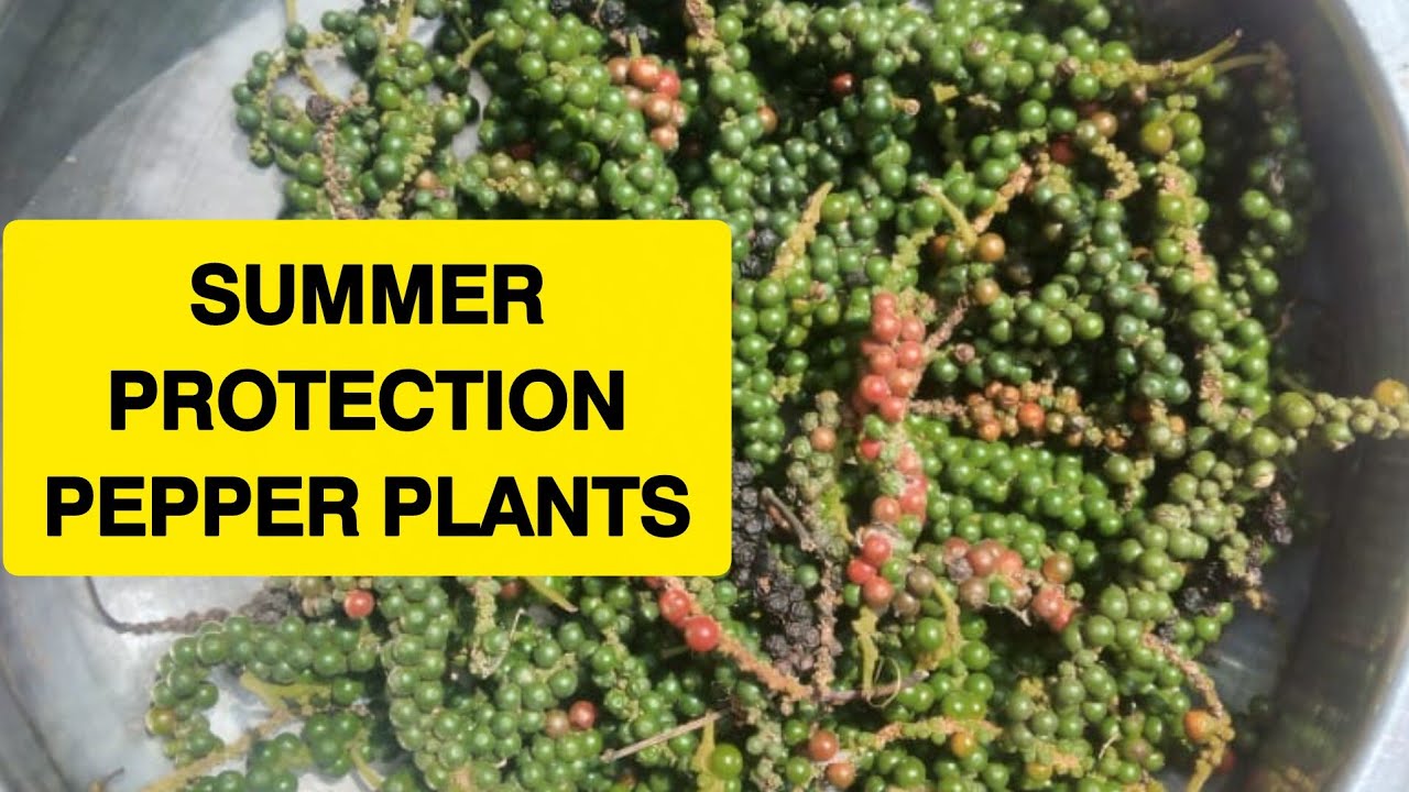 𝗣𝗘𝗣𝗣𝗘𝗥 𝗣𝗟𝗔𝗡𝗧𝗦 𝗣𝗥𝗢𝗧𝗘𝗖𝗧𝗜𝗢𝗡 #plants #pepper #garden #farming #summer 