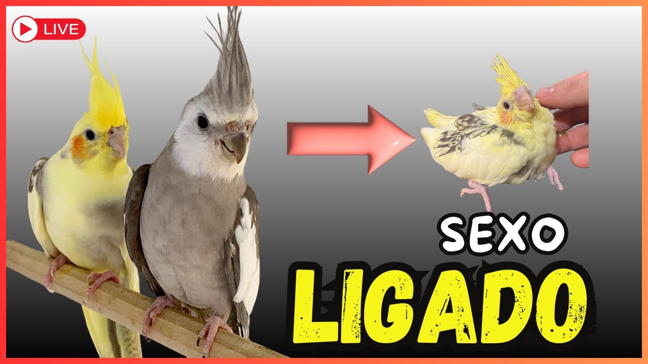 COMO FORMAR CASAL 