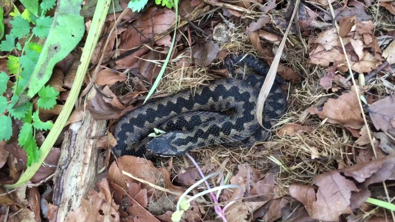 Aggressive Adder stands its ground, Bath, UK