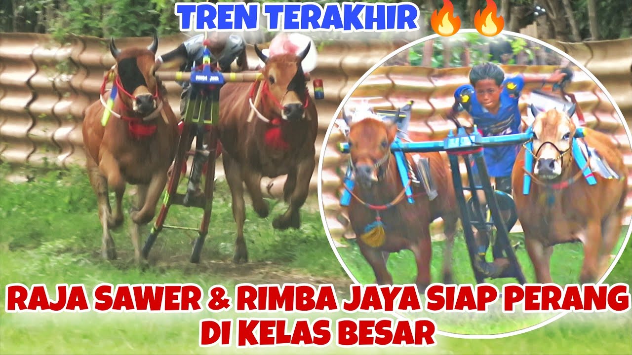 TREN TERAKHIR SPEED MENYALA || RAJA SAWER DAN RIMBA JAWA SPEED 17,.. SIAP TANDING DI TEMPORAN 🔥🔥