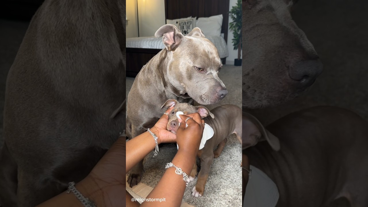 Dog Grooming ASMR #viral #asmr #doggrooming #dogbath #satisfying