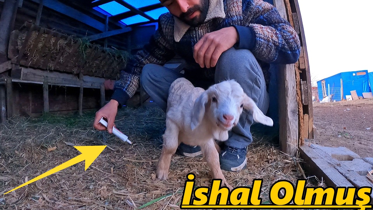 İSHAL İÇİN YENİ İLAÇ!-GÜVERCİN'LERE BANYO YAPTIRDIM!-ETRAFI TEMİZLEDİM!-#güvercin #keçi