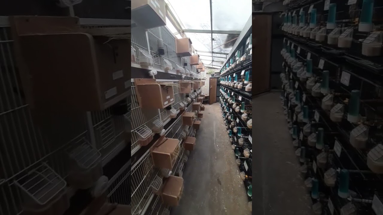 Kandang Ternak Mewah #kenari #zebrafinch #finch #finches #gouldianfinch #gouldamadine #kenari