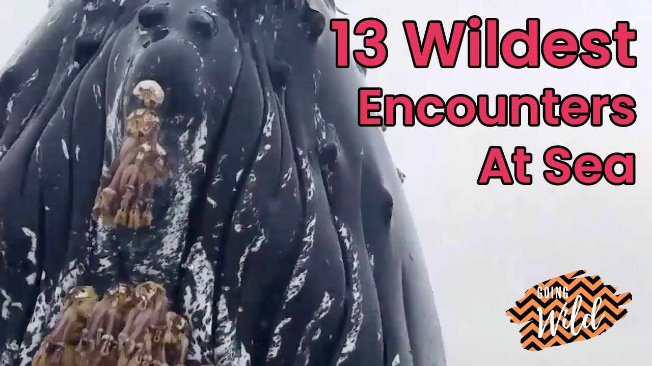 13 WILD Sea Encounters | Going Wild Vol.1 - T&T Creative Media Collections