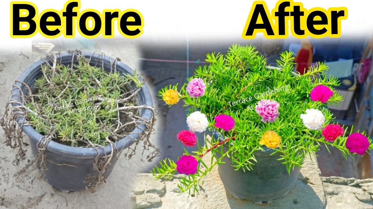 Dry Portulaca Make Green Just in Few Day's / How To Grow And Care Portulaca Plant at Home