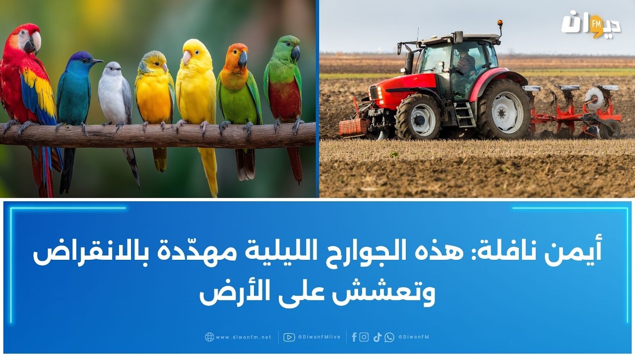 الجمعية التونسية لعلوم الطيور تحذر الفلاحين اثناء عملية الحرث  فماهي الأسباب؟