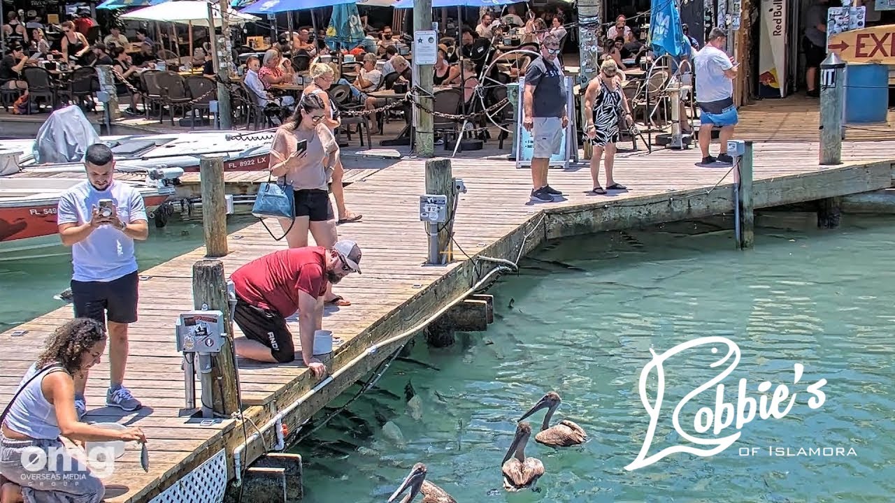 Tarpon Feeding Dock at Robbie's Marina in Islamorada - LIVE