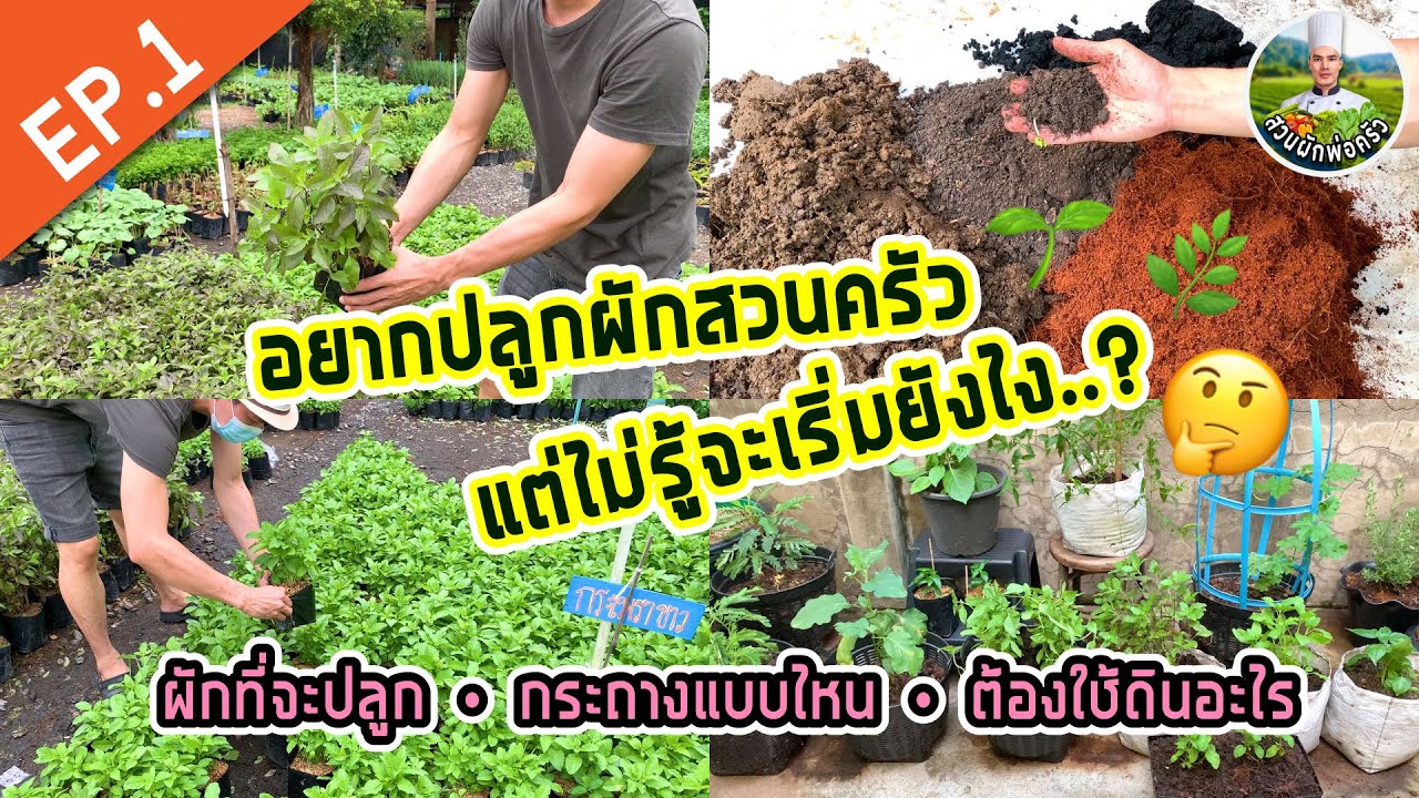 อยากปลูกผักสวนครัว แต่ไม่รู้จะเริ่มยังไง? ผักที่จะปลูก/กระถางแบบไหน/ต้องใช้ดินอะไร | สวนผักพ่อครัว