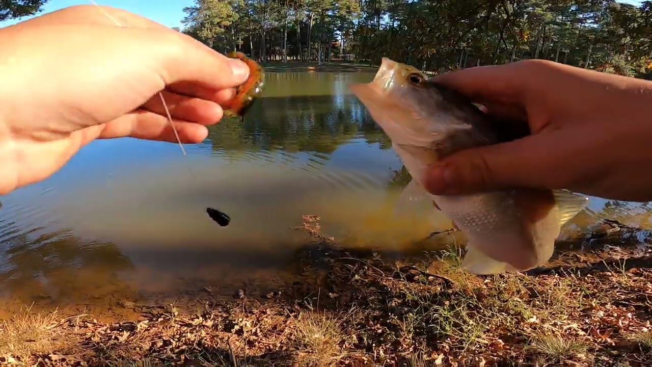 Bass fishing Texas rigs