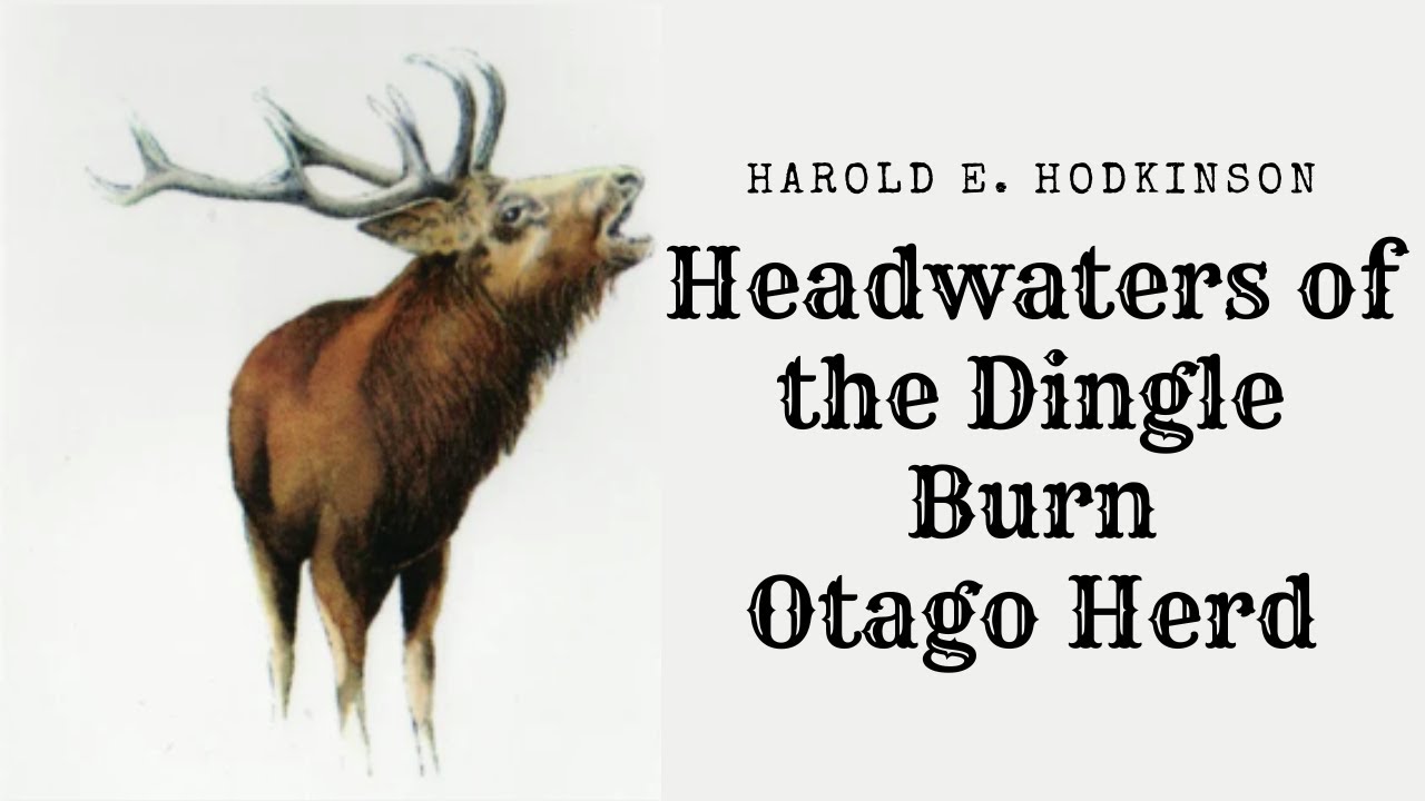 The Otago Herd Harold E  Hodgkinson; Headwaters of the Dingle Burn 1902