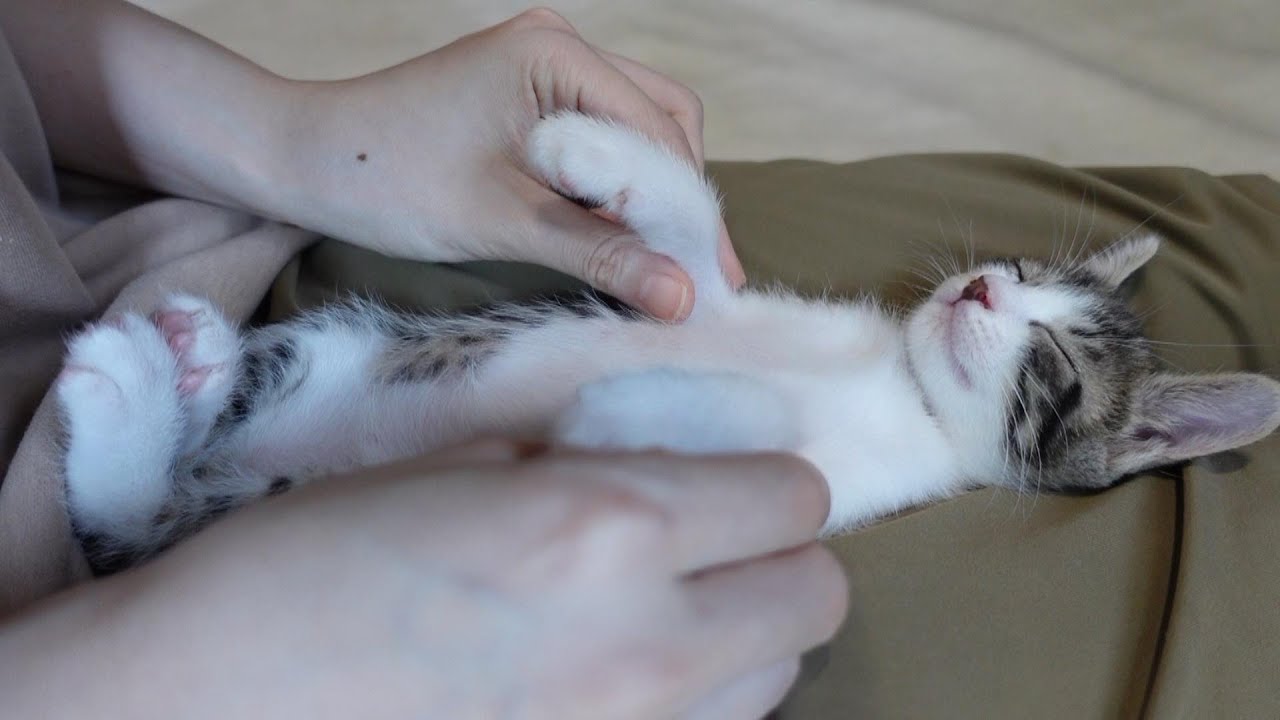【生後37日】何をしても起きない子猫
