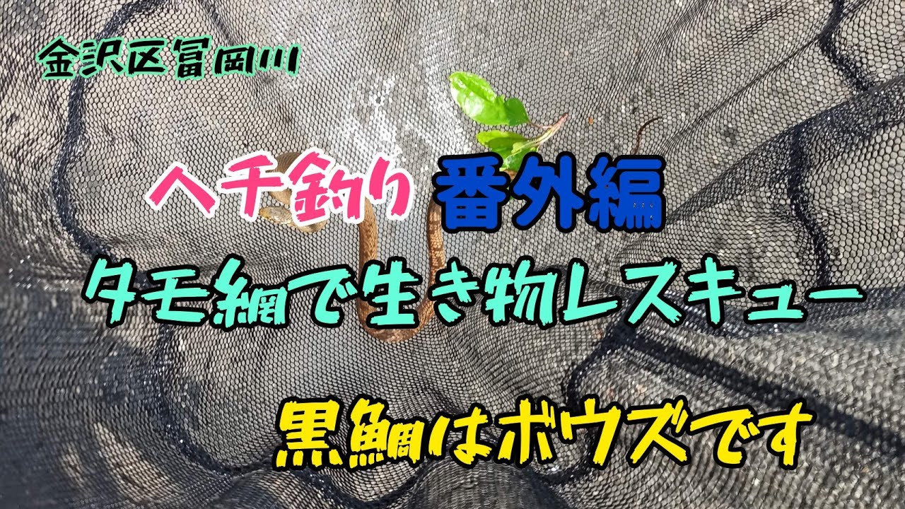 金沢区冨岡川ヘチ釣り「番外編」