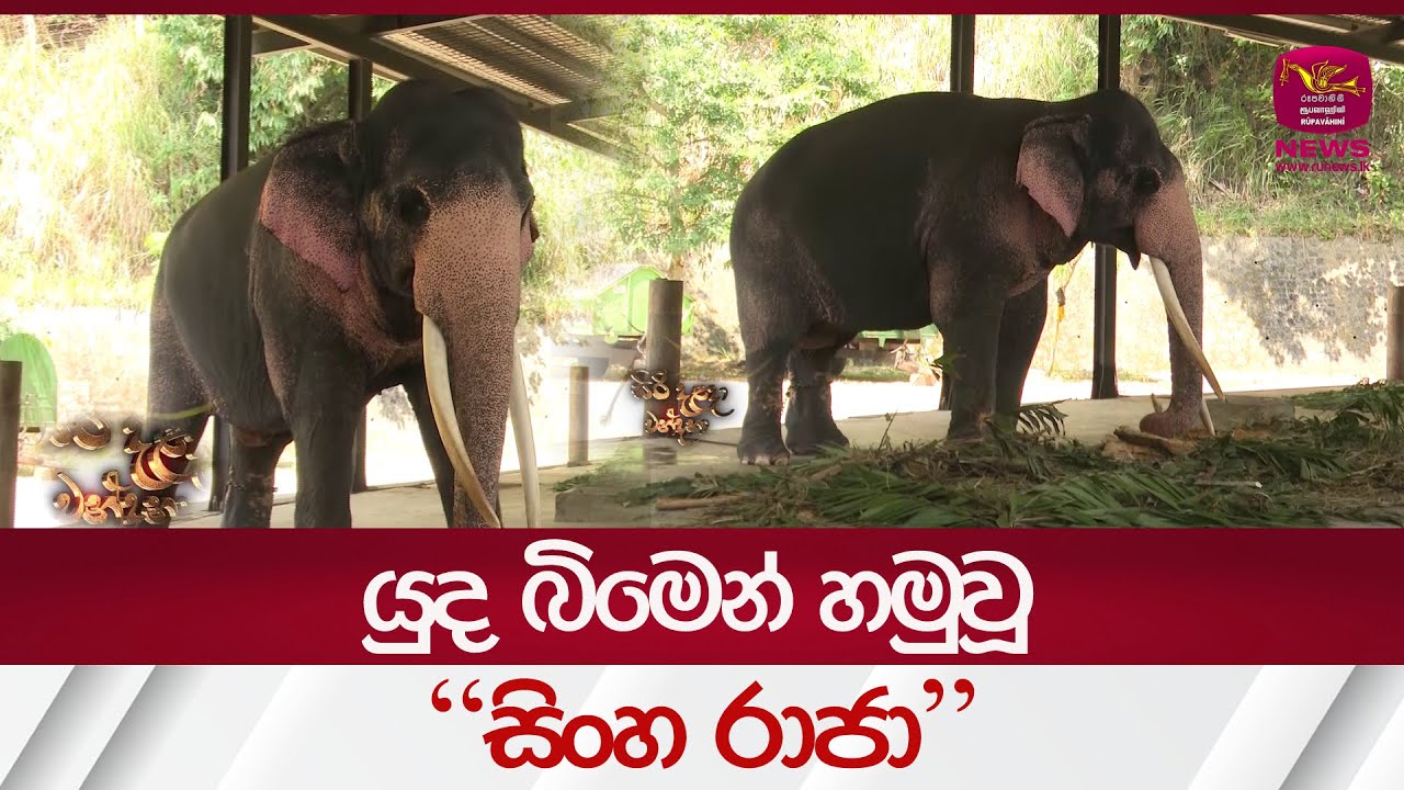 යුද බිමෙන් හමුවූ 