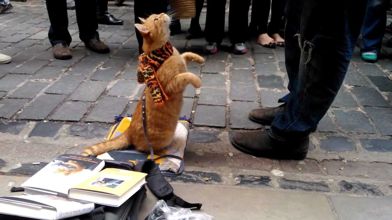 Delphiris meets Bob the big Issue Cat