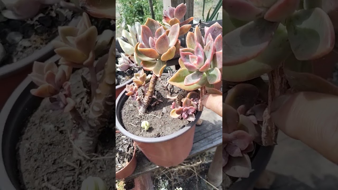 Te presento mi pequeño jardín 😊