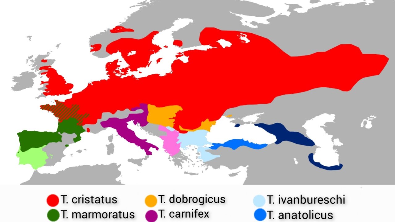 Triturus Distribution Map