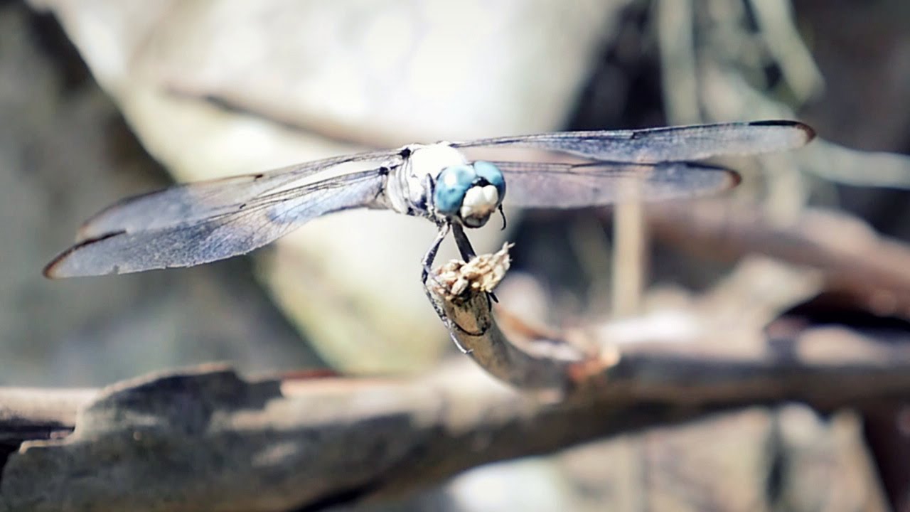 USA Road Trip - A dragonfly landed near me in the Bayou.