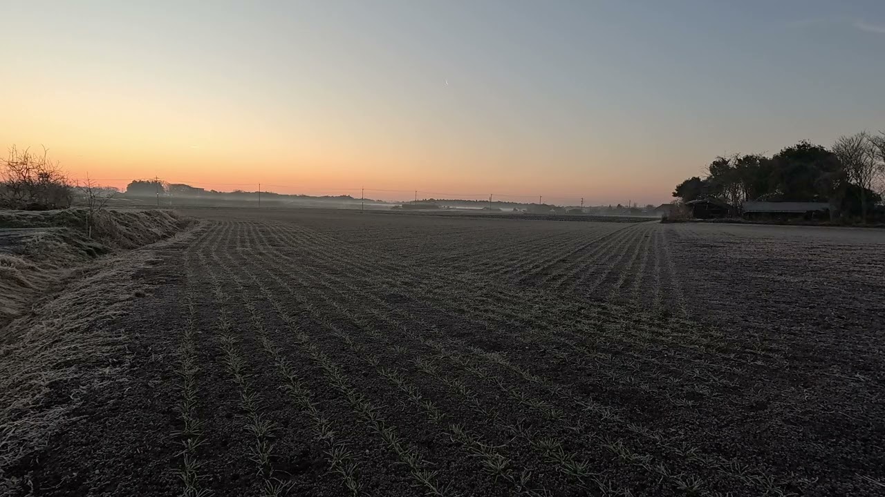Winter Dawn Over a Wheat Field | Japan