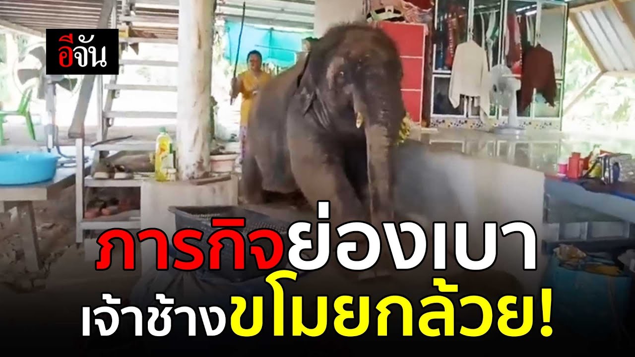 คลิปโซเชียล พลายดาวมงคล ที่ปลอมตัวเป็นโจรย่องเบา ขโมยกล้วย! | อีจัน EJAN