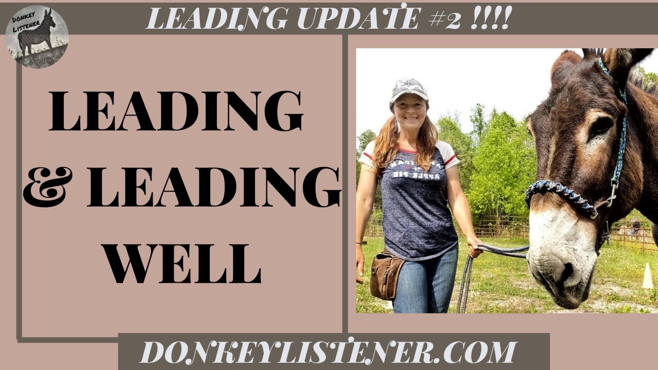 ✨Donkey Training: Leading challenge Update