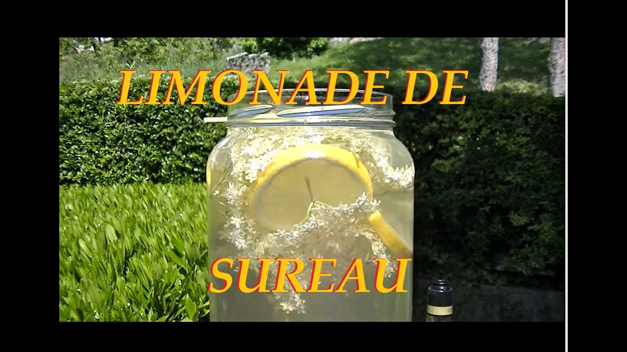 Recette de la limonade de fleur de sureau noir.