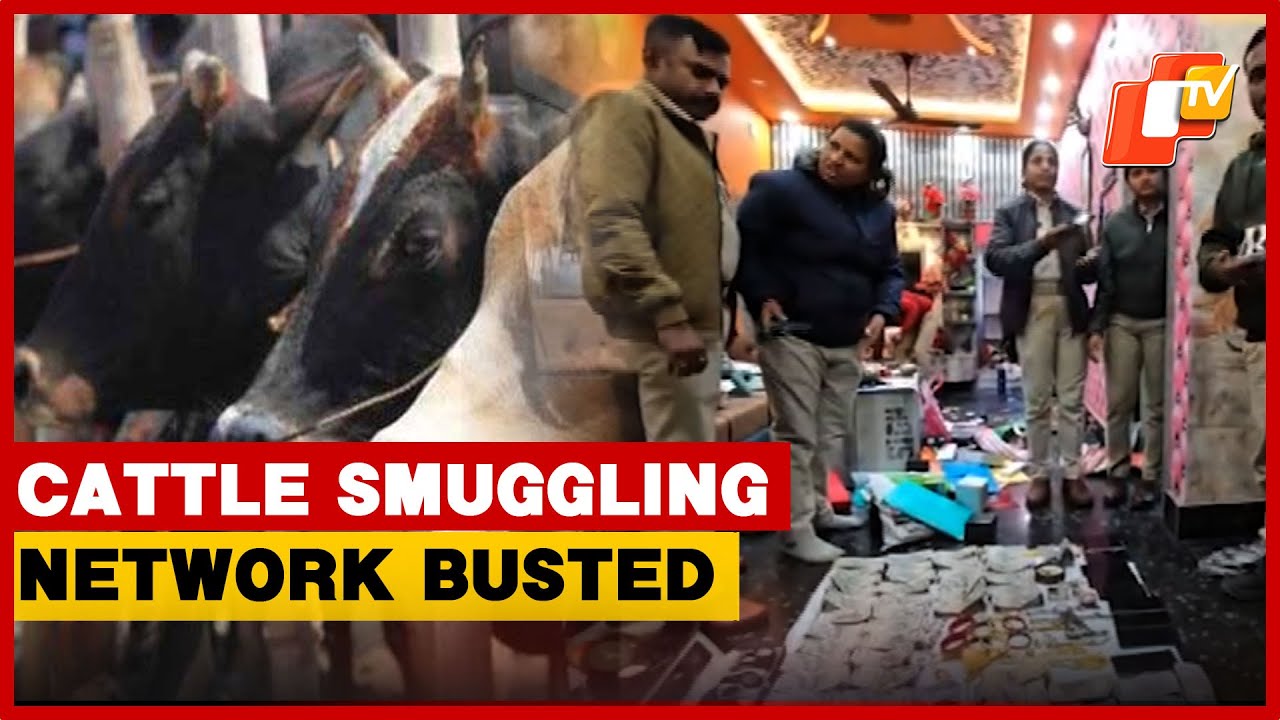 Keonjhar Police Crack Down On Cattle Smuggling Network, Rs 1.4 Crore Cash | Odisha