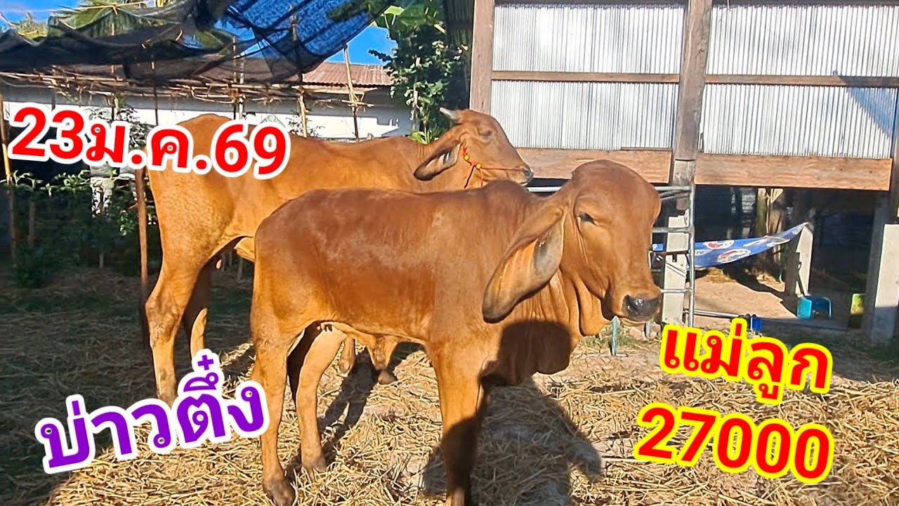บ่าวตึ๋ง 080-188-5110 บ.นาหว้า อ.ปทุมราชวงศา จ.อำนาจเจริญ /23ม.ค.69